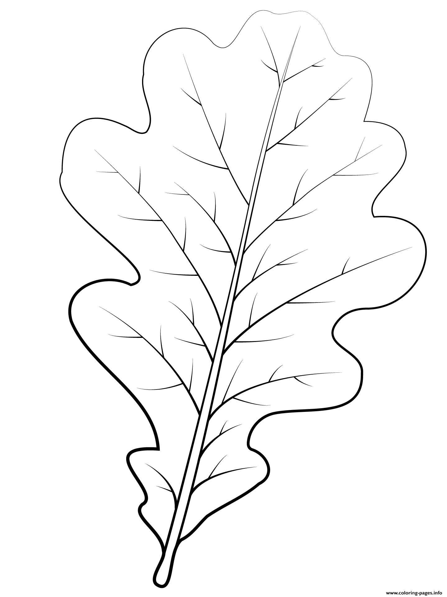 Раскраска Листья дуба и желуди