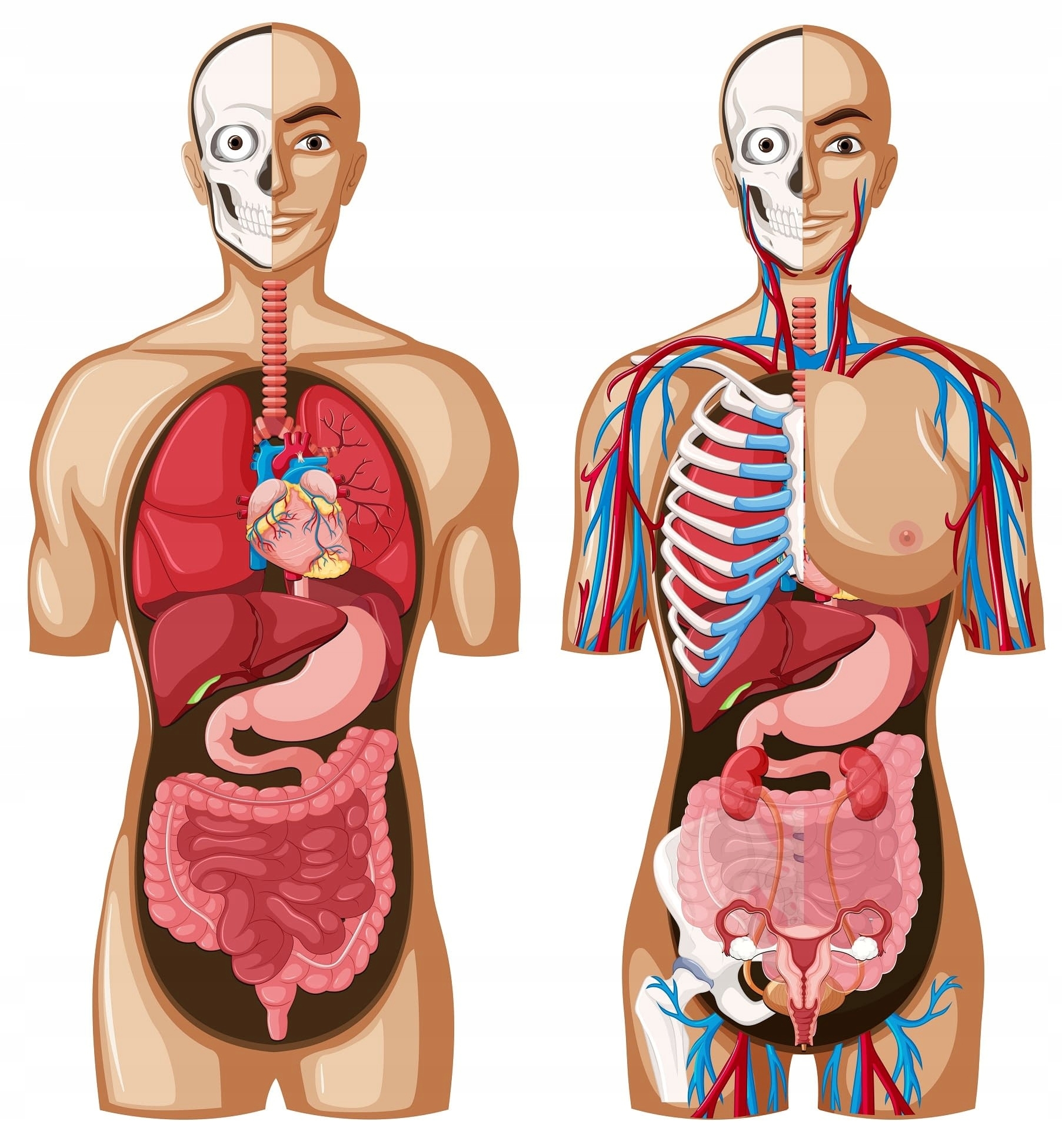 Скелет человека с органами с плакатами-указателями HEGA | Купить в Украине