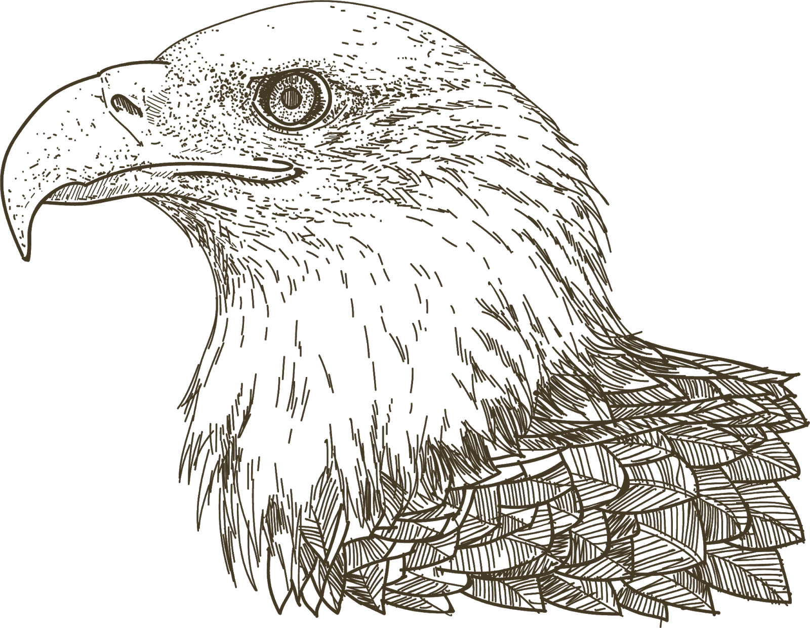 Рисунок орла. Орел рисунок. Голова Сокола вектор. Голова орла рисунок. Рисунок головы орла профиль.