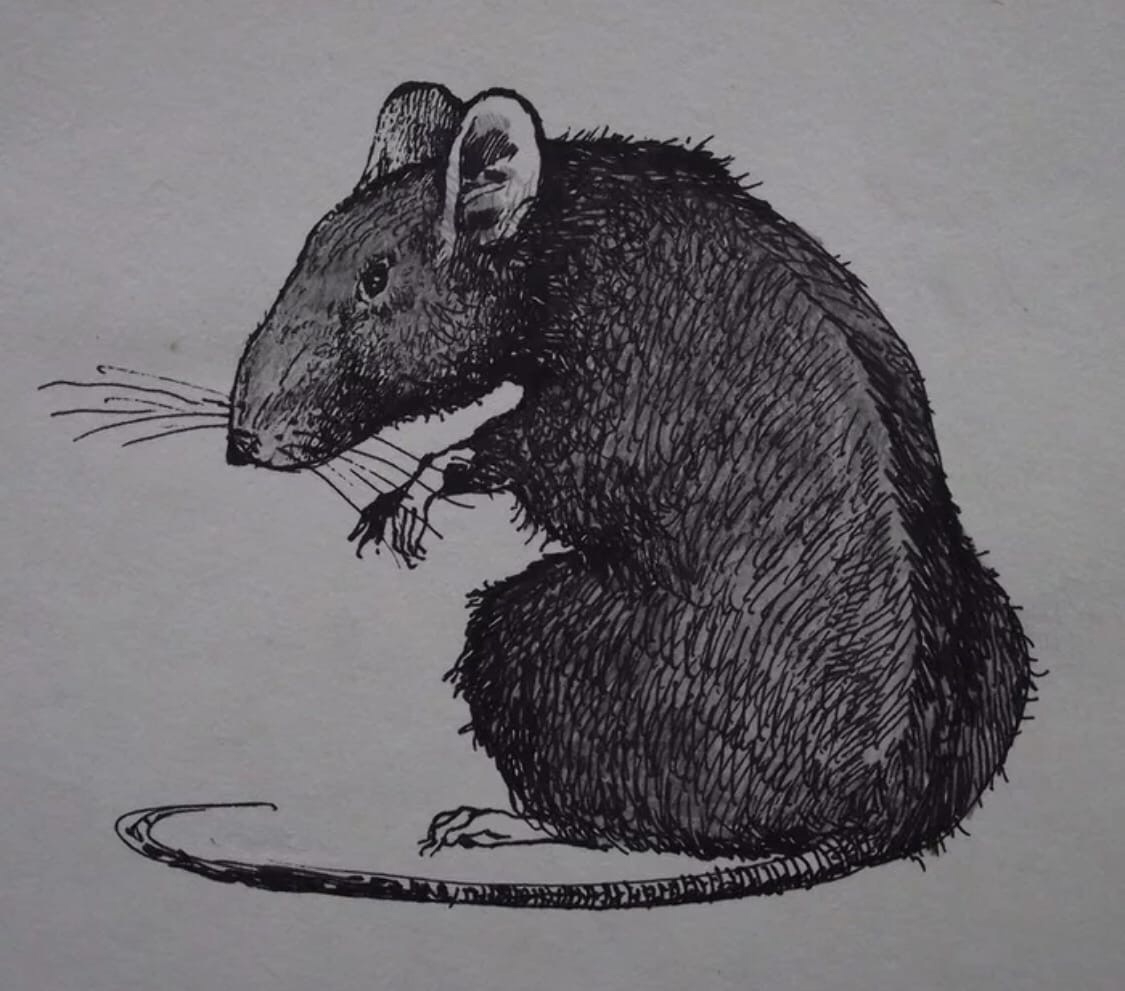 Мышь для графики. Крысы. Крыса иллюстрация. Летучая крыса. Крыса набросок.