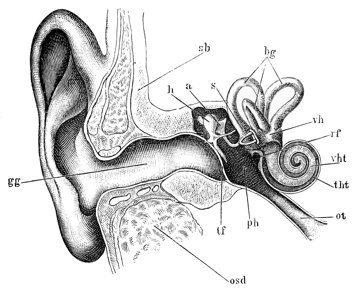 Строение слухового анализатора. Строение уха человека. Строение уха человека изнутри. Строение уха биология.