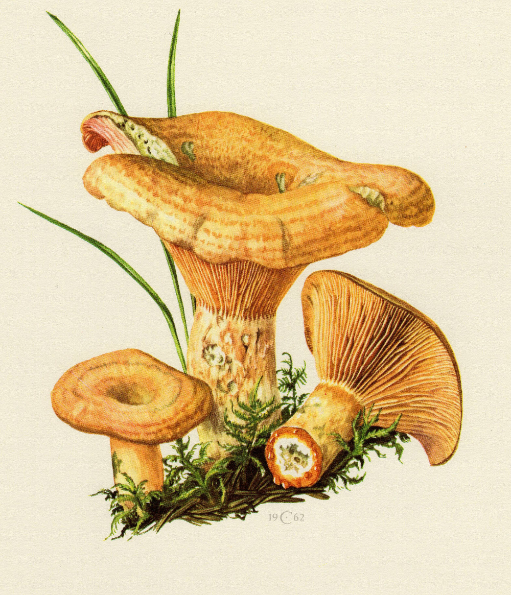 Рыжик нарицательное. Лисички грибы Ботаническая живопись. Рыжики грибы. Гриб рисунок. Грибы Ботаническая иллюстрация.
