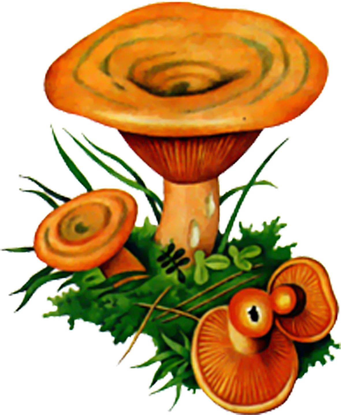 Маска гриб волнушка. Волнушки грибы. Гриб волнушка на белом фоне. Волнушка гриб рисунок.
