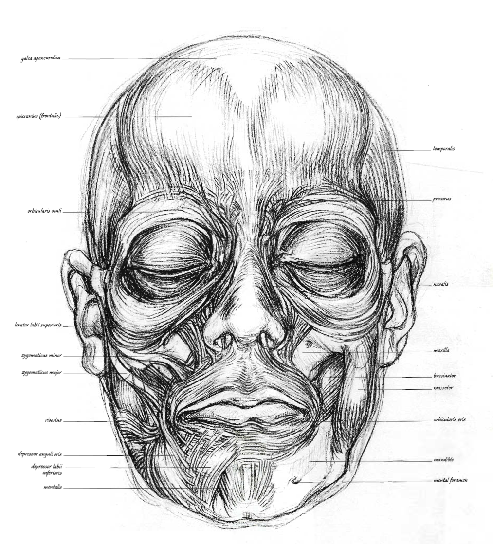 Анатомия – Мышцы на задней части скелета