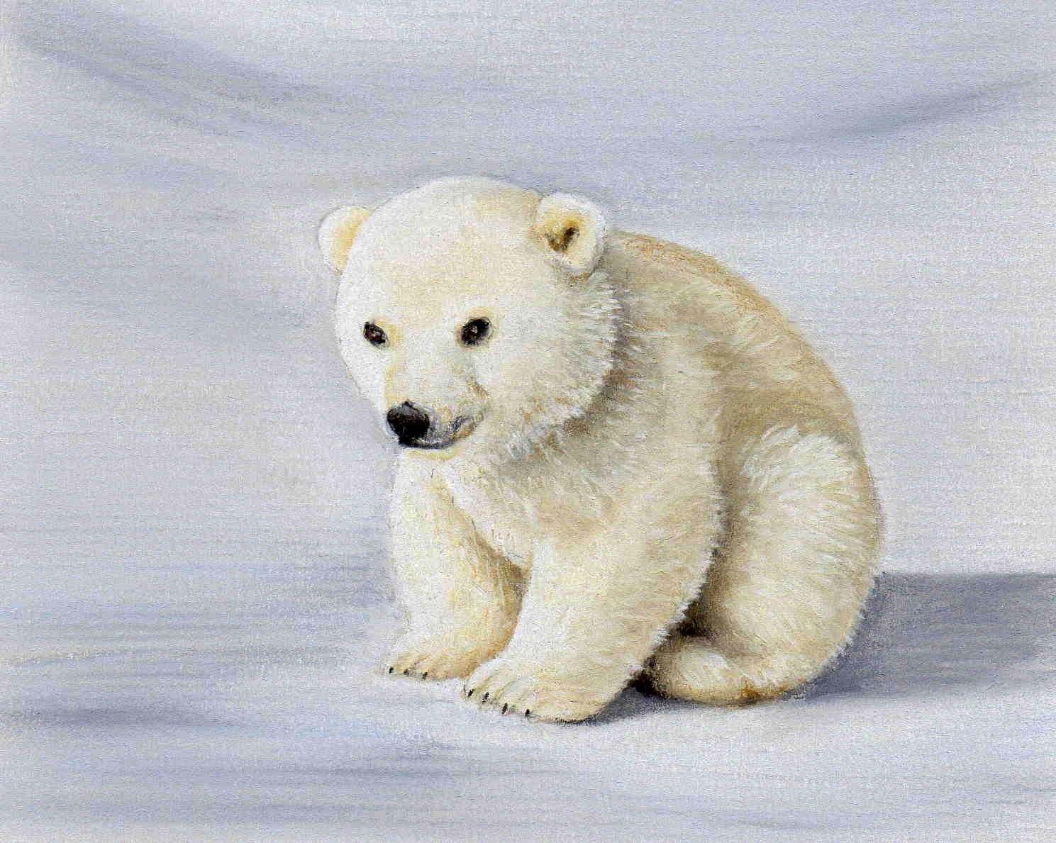Белый медвежонок рисунок
