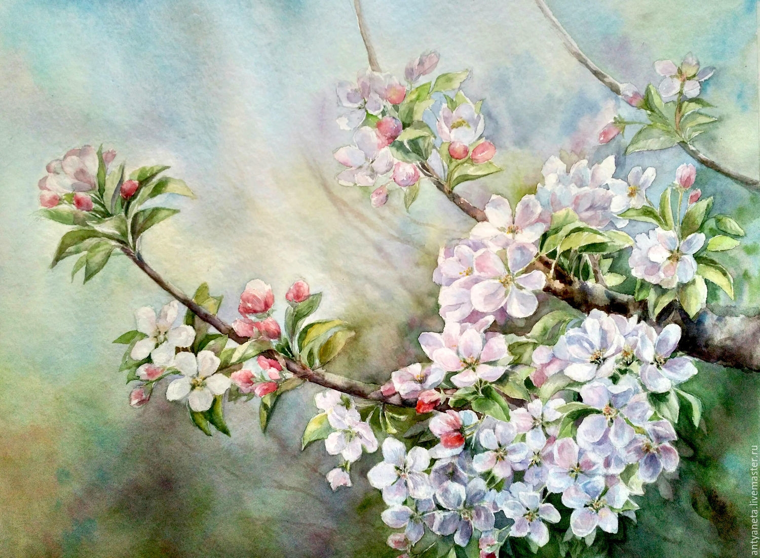 Ветка цветущей яблони рисунок - 70 фото