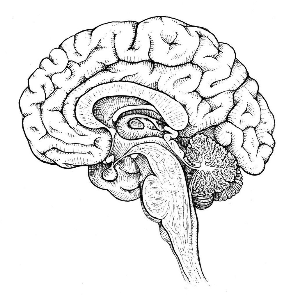 Мозг рисунок анатомия - 66 фото