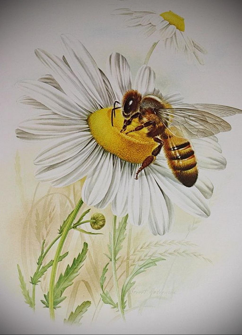 Нектар рисунок. Пчела. Пчела рисунок. Пчелы на цветах акварель. Пчела на ромашке.