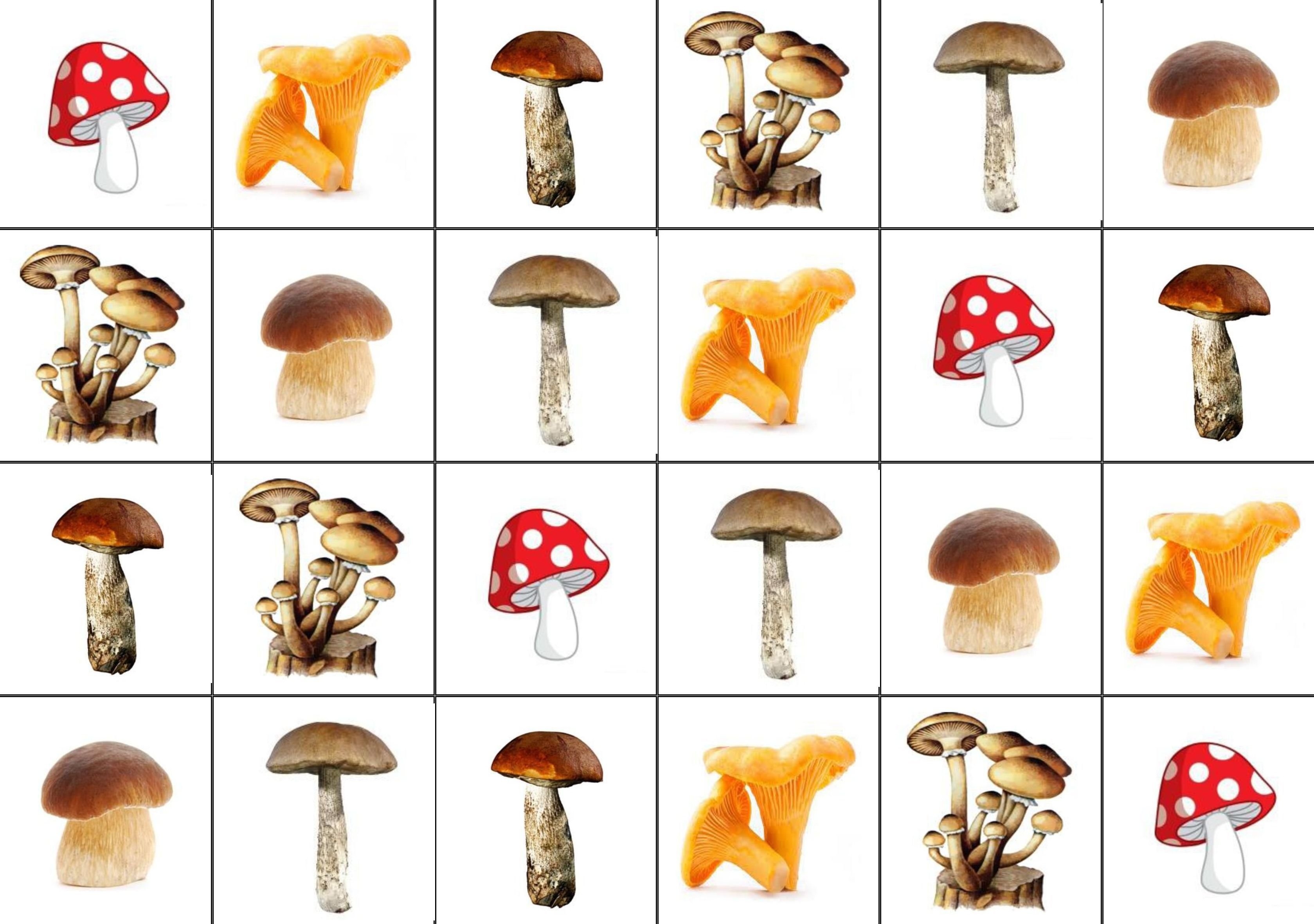 Рисунки съедобных грибов - 65 фото