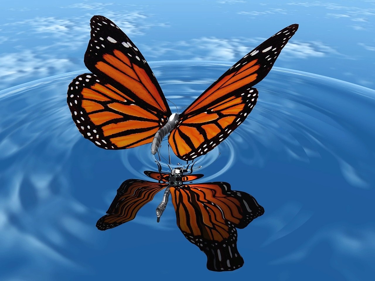 Видео бабочки летают. Бабочка. Бабочка на воде. Зеркальная симметрия в природе. Бабочка симметрия.