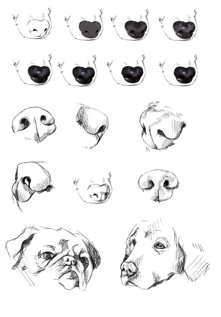Нос собаки рисунок - 67 фото