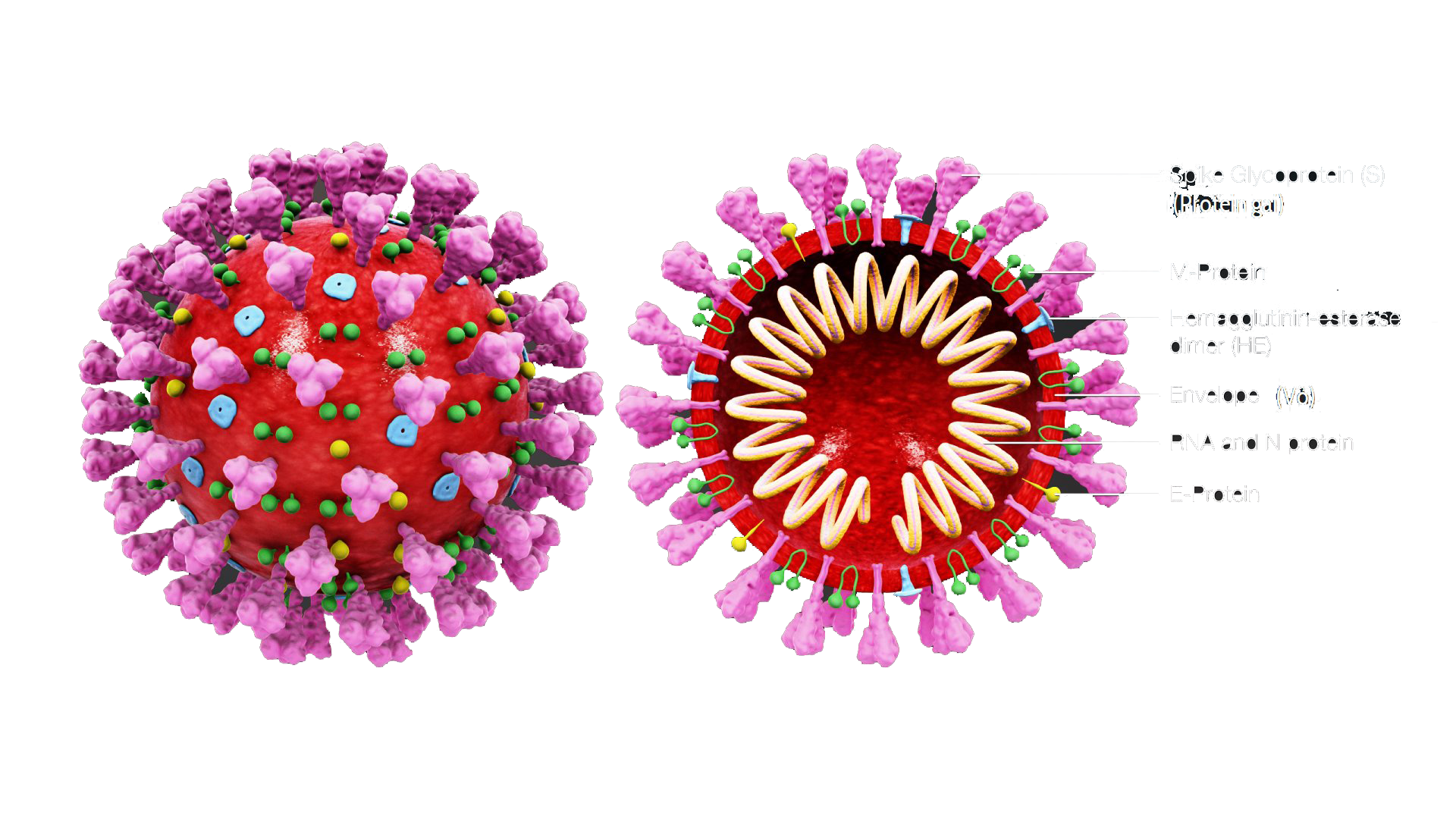 Коронавирус Вирион. Коронавирус Covid-19. Коронавирус 19 строение вируса. Коронавирус строение вириона. Штамм ковида 2024