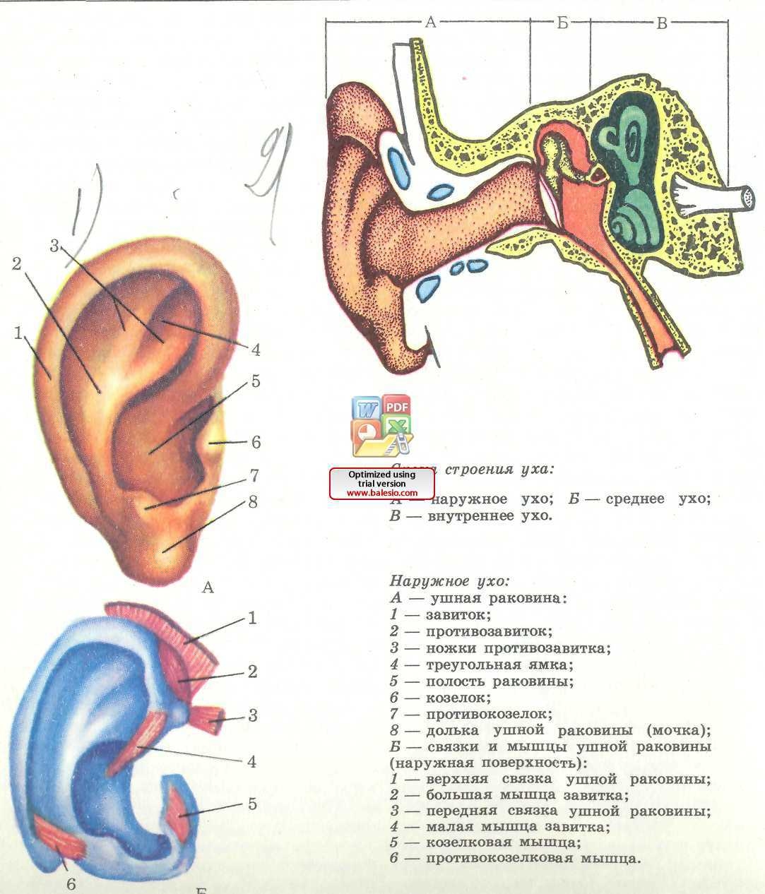 Из каких отделов состоит ухо. Строение уха человека. Строение уха вид сбоку. Строение ушной раковины человека схема. Схема наружного уха.