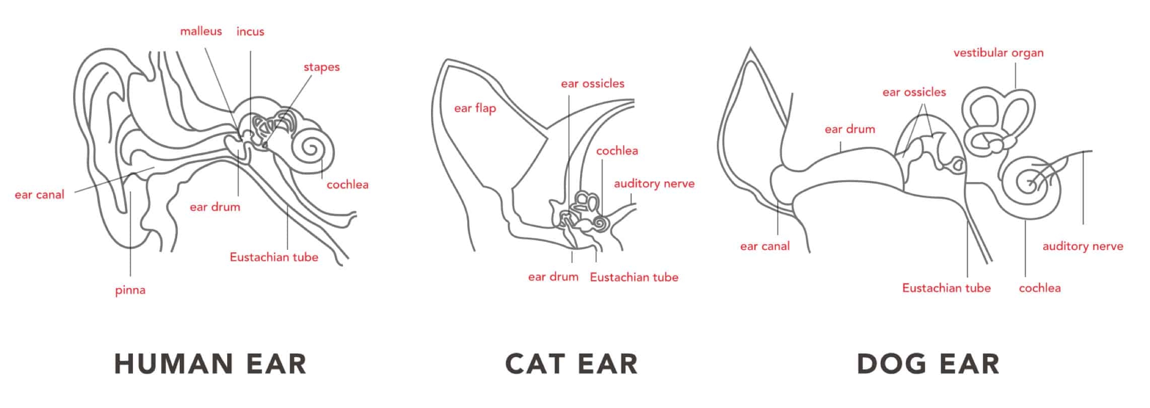 У каких животных есть ушная раковина. Строение уха собаки анатомия. Строение уха собаки схема. Анатомия ушной раковины собаки. Строение уха кролика.