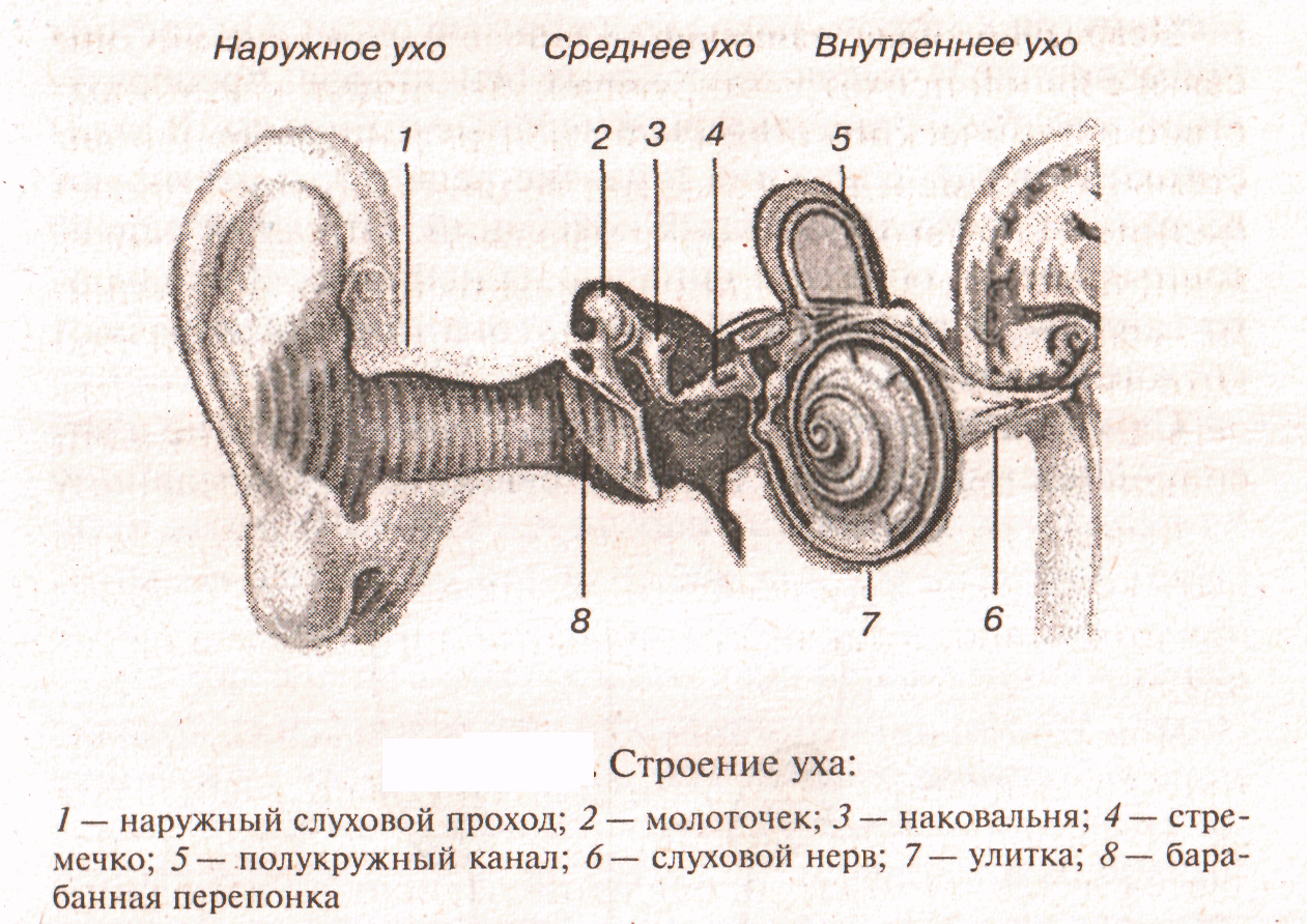 Особенность строения слухового прохода какую функцию. Наружное ухо среднее ухо внутреннее ухо строение. Строение уха наружное среднее внутреннее. Строение слухового анализатора наружное среднее внутреннее ухо. Строение наружного среднего и внутреннего уха анатомия.