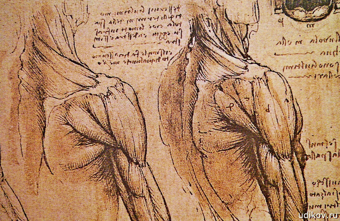 Тело возрождение. Анатомический атлас Леонардо да Винчи. Анатомические иллюстрации Леонардо Давинчи. Анатомические зарисовки Леонардо да Винчи. Леонардо да Винчи анатомия мышцы.