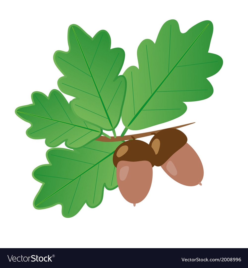 дубовые листья с желудями картинки
