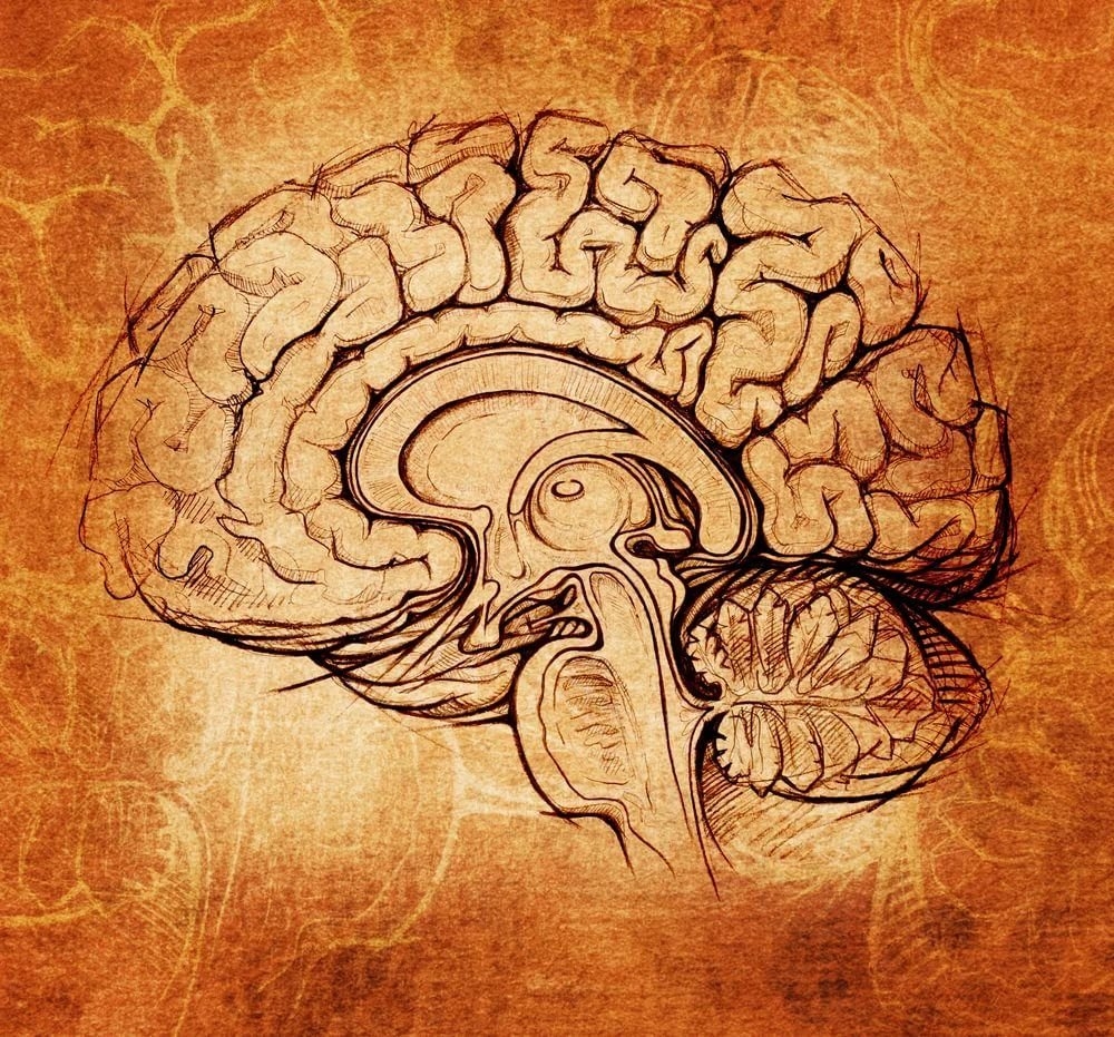 Рисунок головного мозга - 71 фото