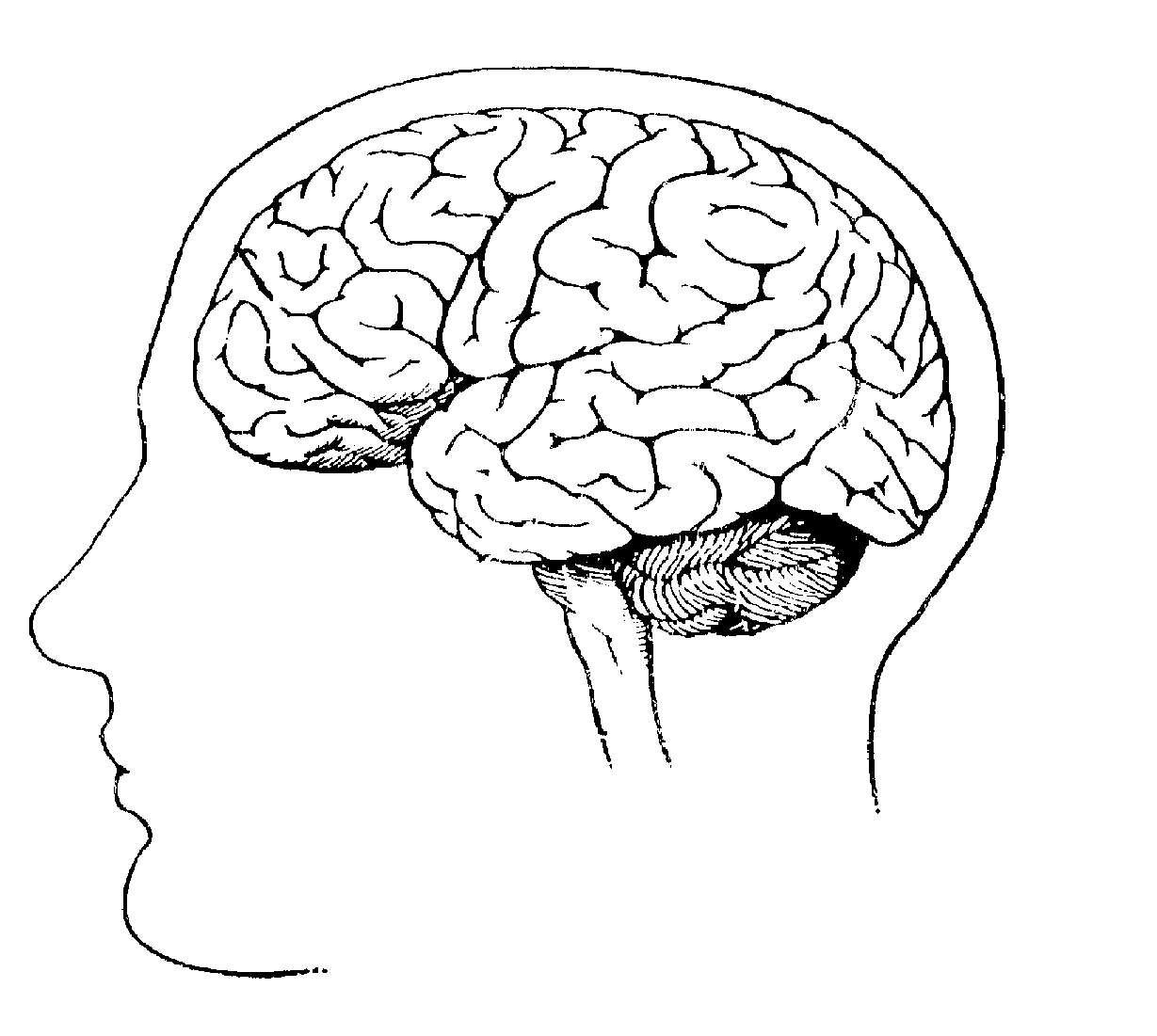 Рисунок мозга легко. Изображение головного мозга. Мозг рисунок. Мозг нарисованный.