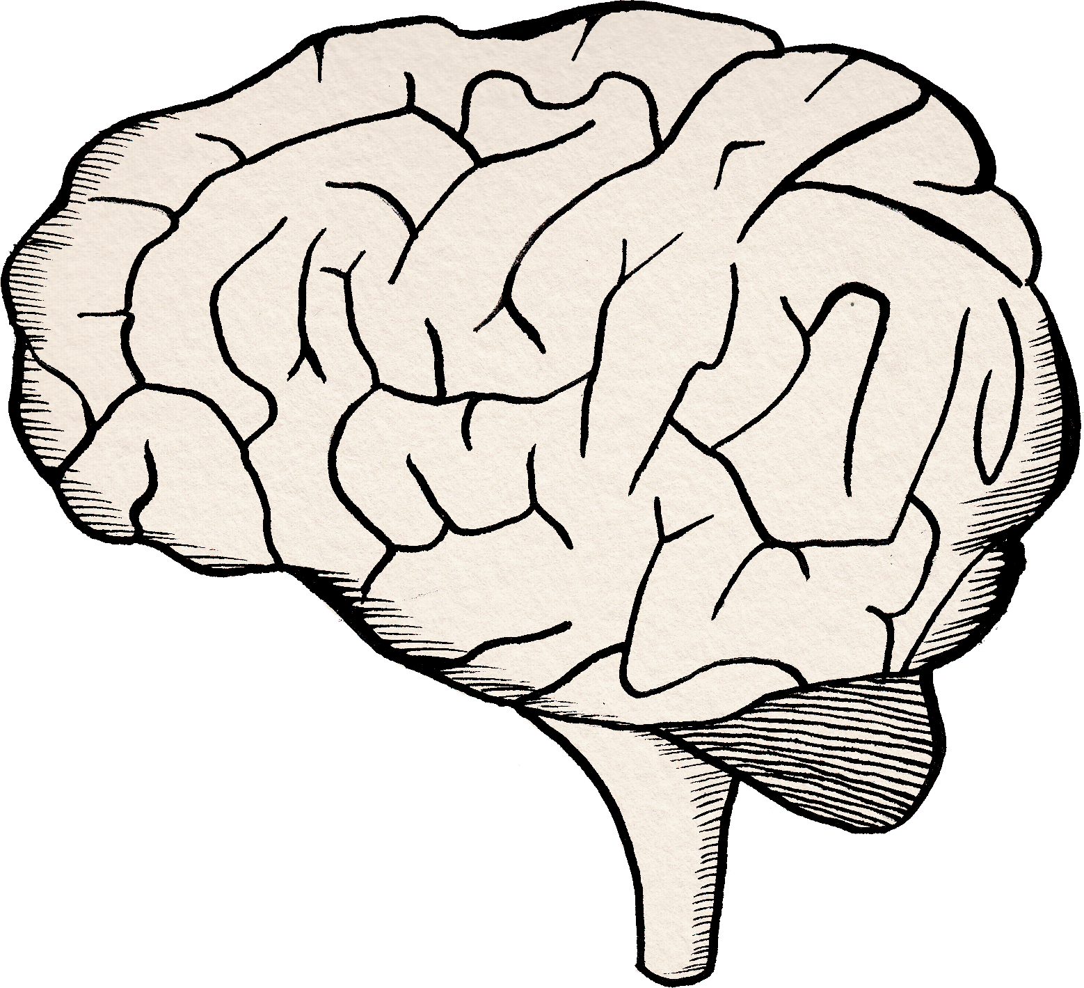 Большой мозг рисунок. Рисунок мозга человека картинки. Мозг карандашом. Мозг человека для срисовки.