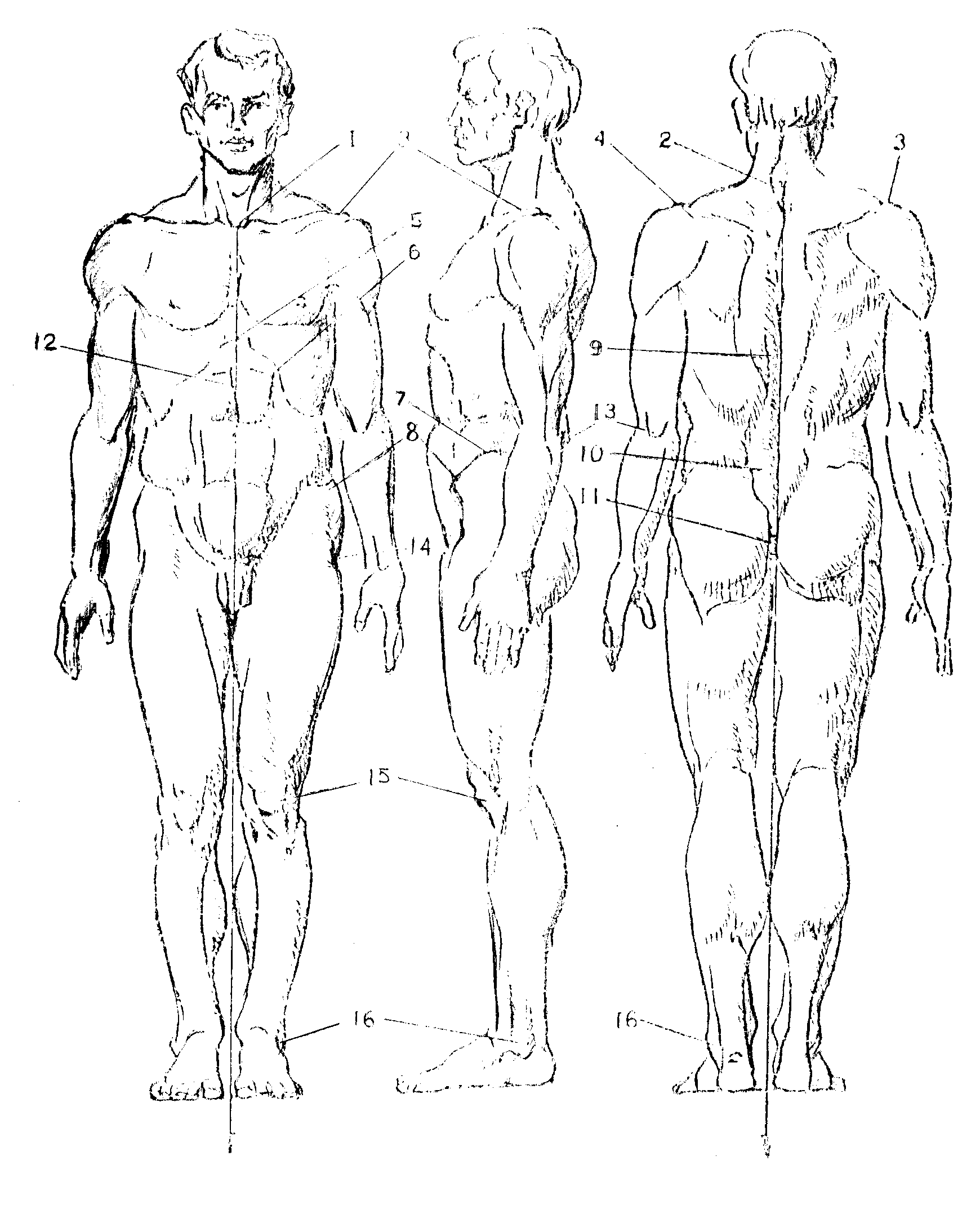 Фигура человека анатомия