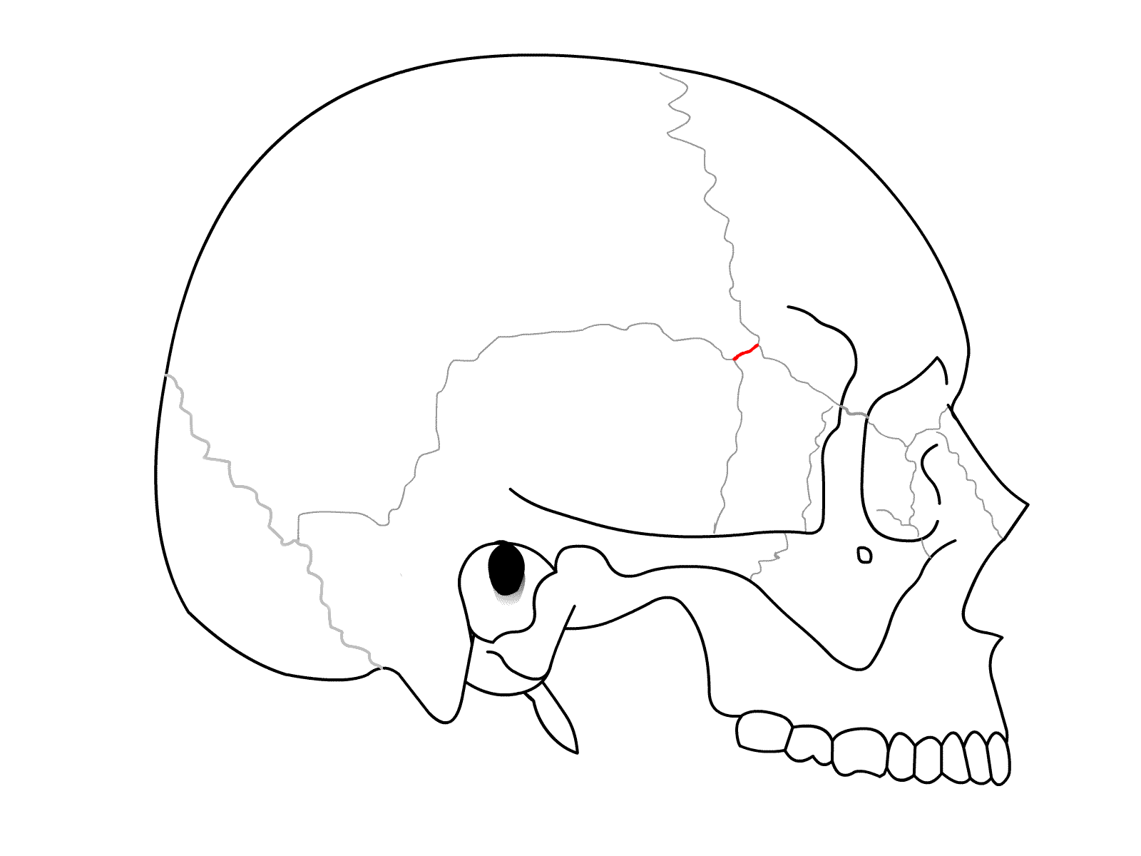 Подвижное соединение в черепе. Затылочно-сосцевидный шов. Сосцевидный шов черепа. Венечный шов черепа анатомия. Клиновидно-лобный шов черепа.