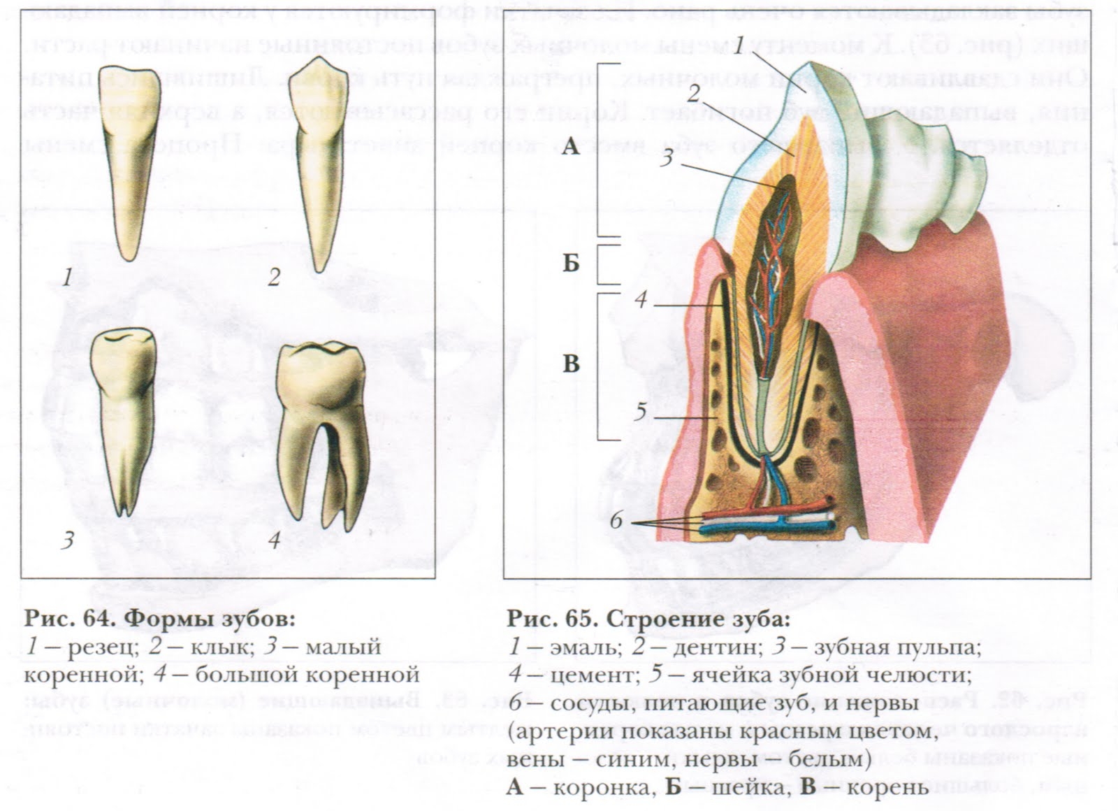 В какую систему входит зуб. Строение зуба анатомия 8-. Строение зуба рисунок биология. Внешнее строение зуба биология. Зуб клык у человека строение.