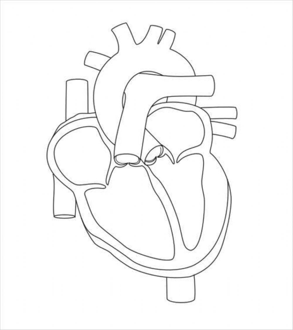 Какая структура сердца человека изображена на рисунке. Сердце схема строения анатомия. Сердце человека без подписей. Схематичное изображение сердца. Сердце раскраска анатомия.
