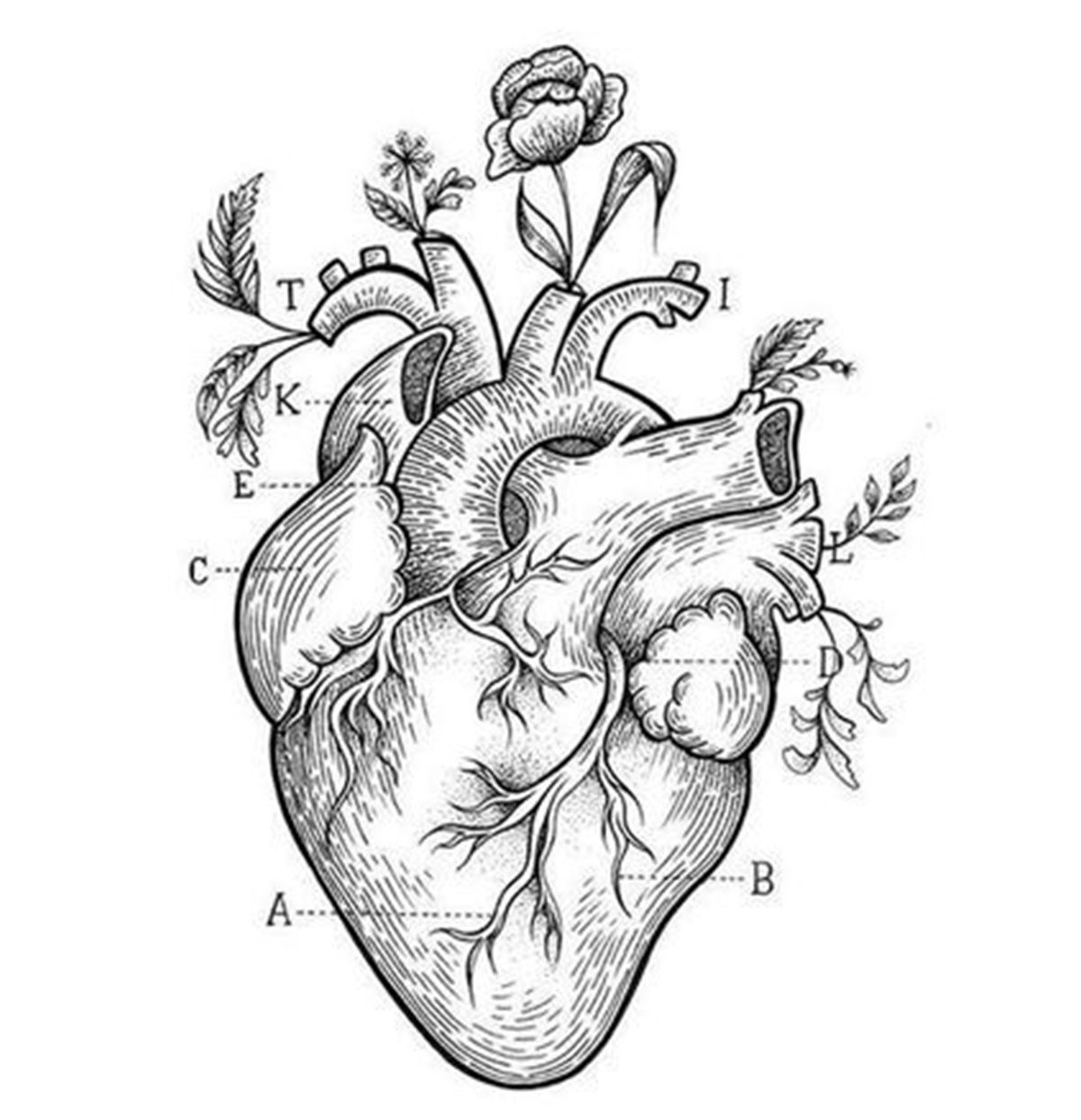 Как нарисовать реальное человеческое сердце поэтапно — Пошаговые уроки рисования