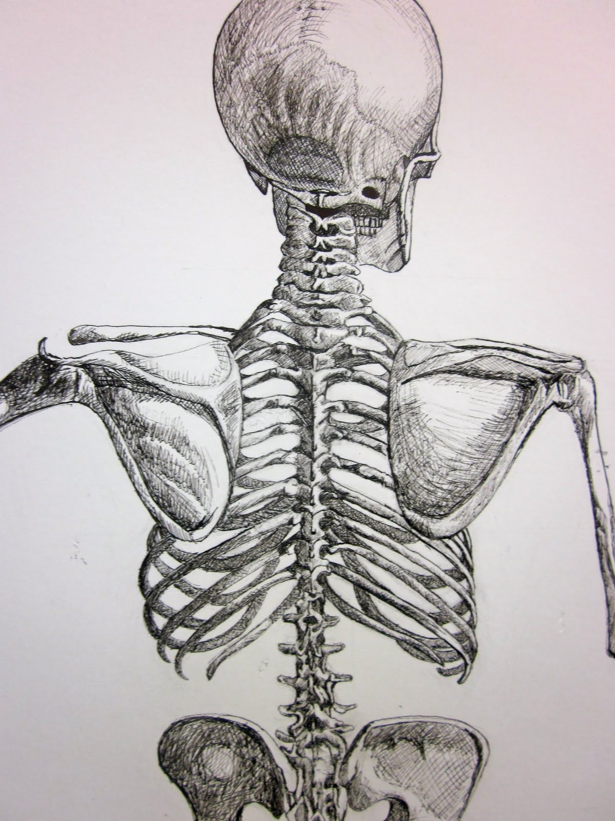 Поясничный скелет. Скелет со спины. Поясница скелет. Скелет человека рисунок.