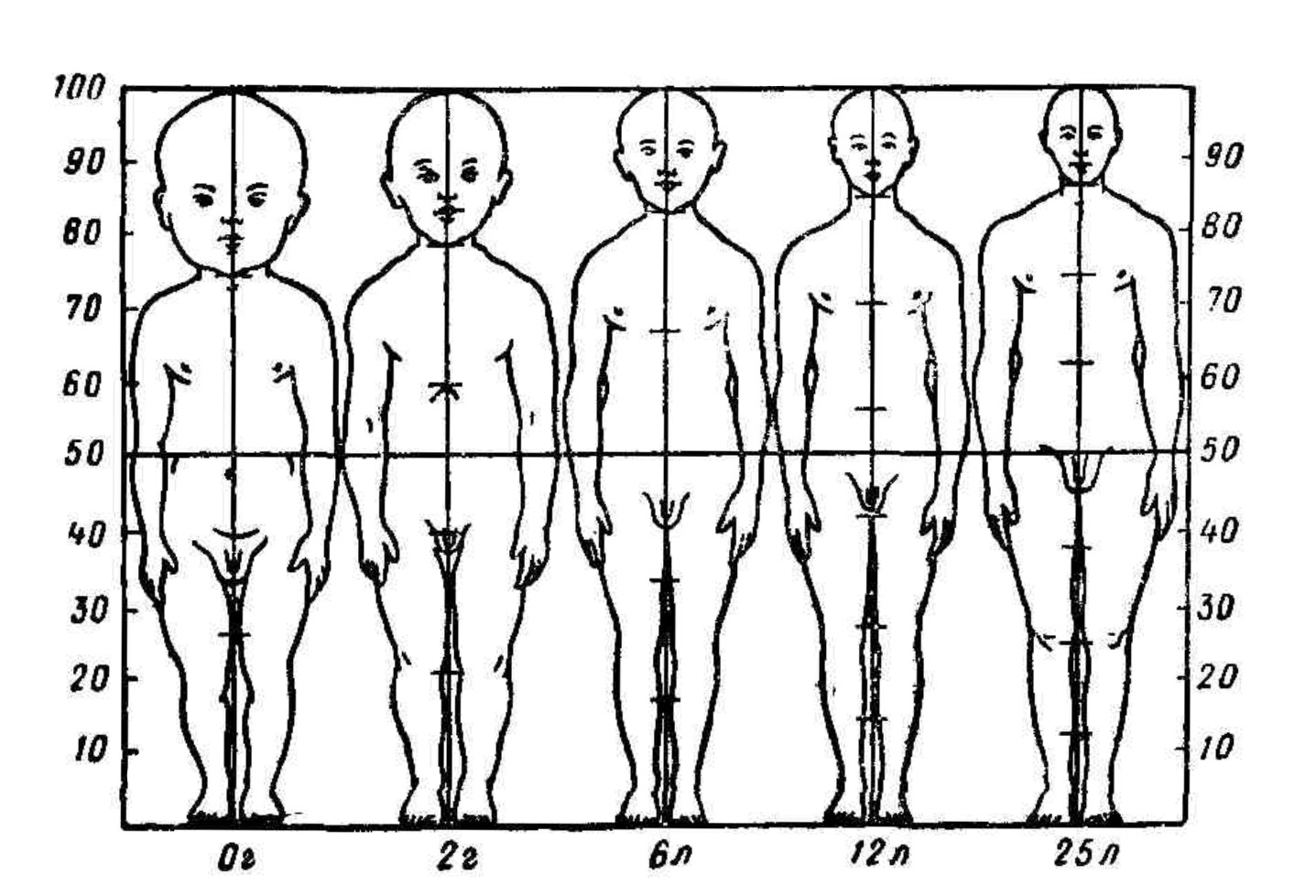 Соответствии с возрастом ребенка. Изменение пропорций отделов тела в процессе роста человека.. Изменение пропорций тела с возрастом. Изменения пропорций тела ребенка с возрастом. Пропорции тела новорожденного ребенка таблица.
