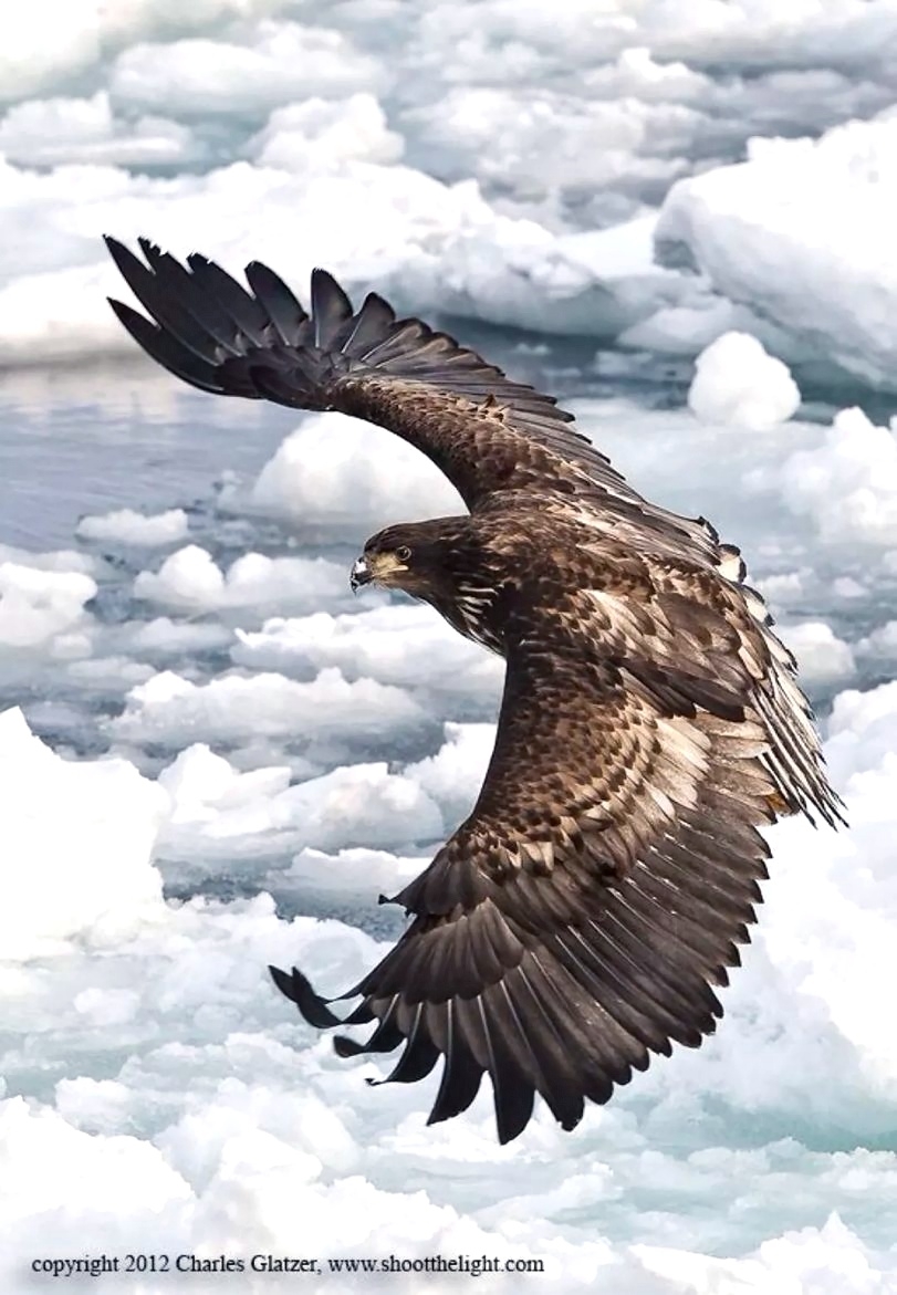Парящий орел картинки Клипарты для бесплатного скачивания | FreeImages