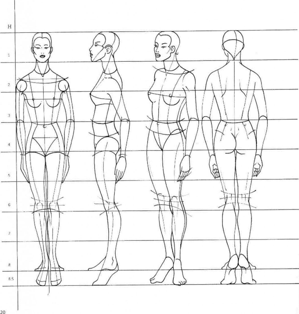 8 частей человека. Пропорции фигуры человека. Пропорции тела для рисования. Пропорции человека для рисования. Пропорции тела человека для рисования.
