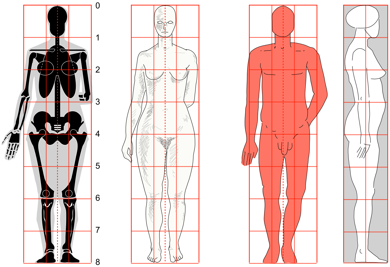 Разделение фигуры на пропорции - ключевой фактор в системе пропорций человеческой фигуры