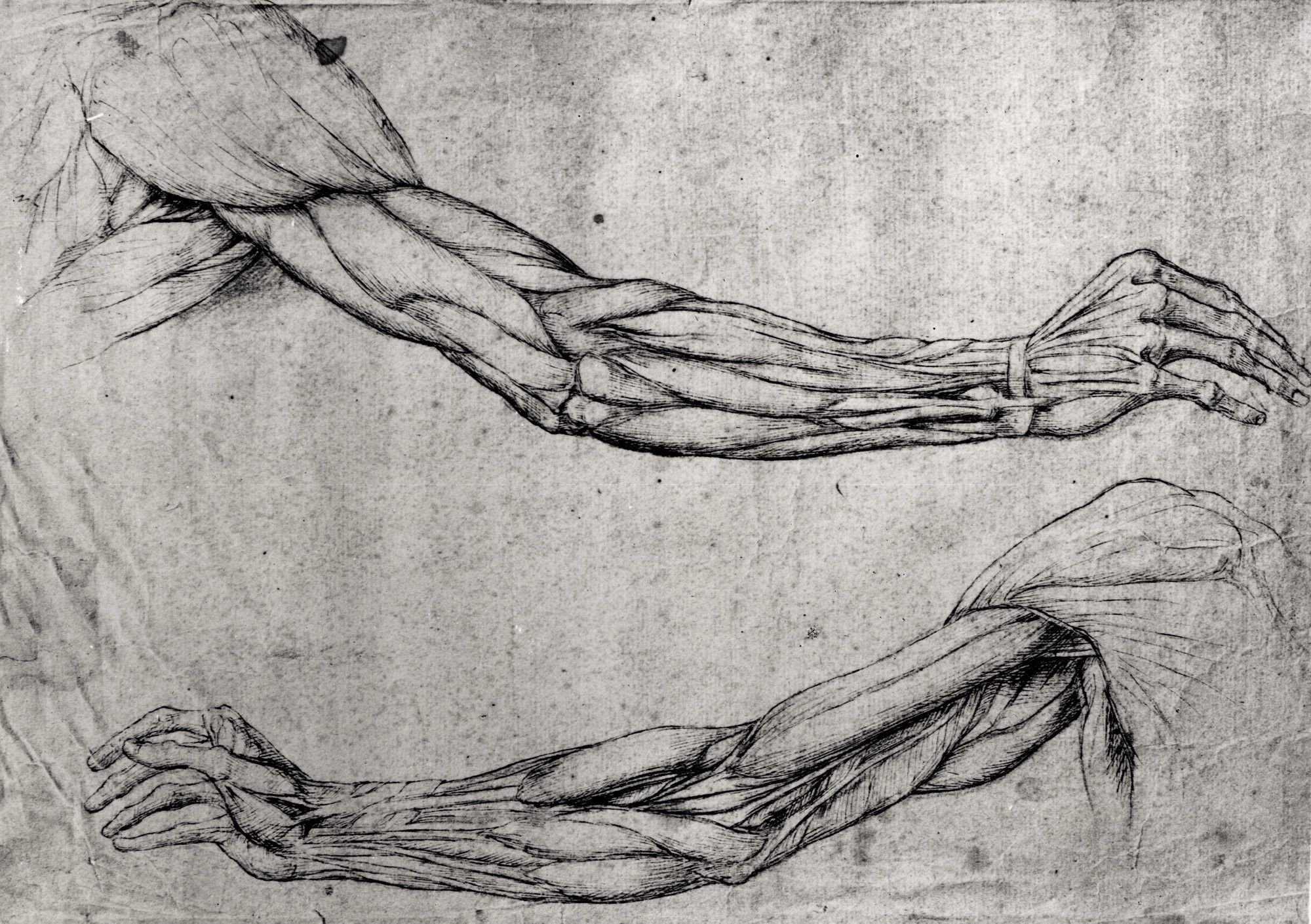 Руки человека рассказ. Анатомия рук Леонардо да Винчи. Леонардо Давинчи зарисовки рук. Леонардо да Винчи study of hands. Анатомические рисунки Леонардо Давинчи.