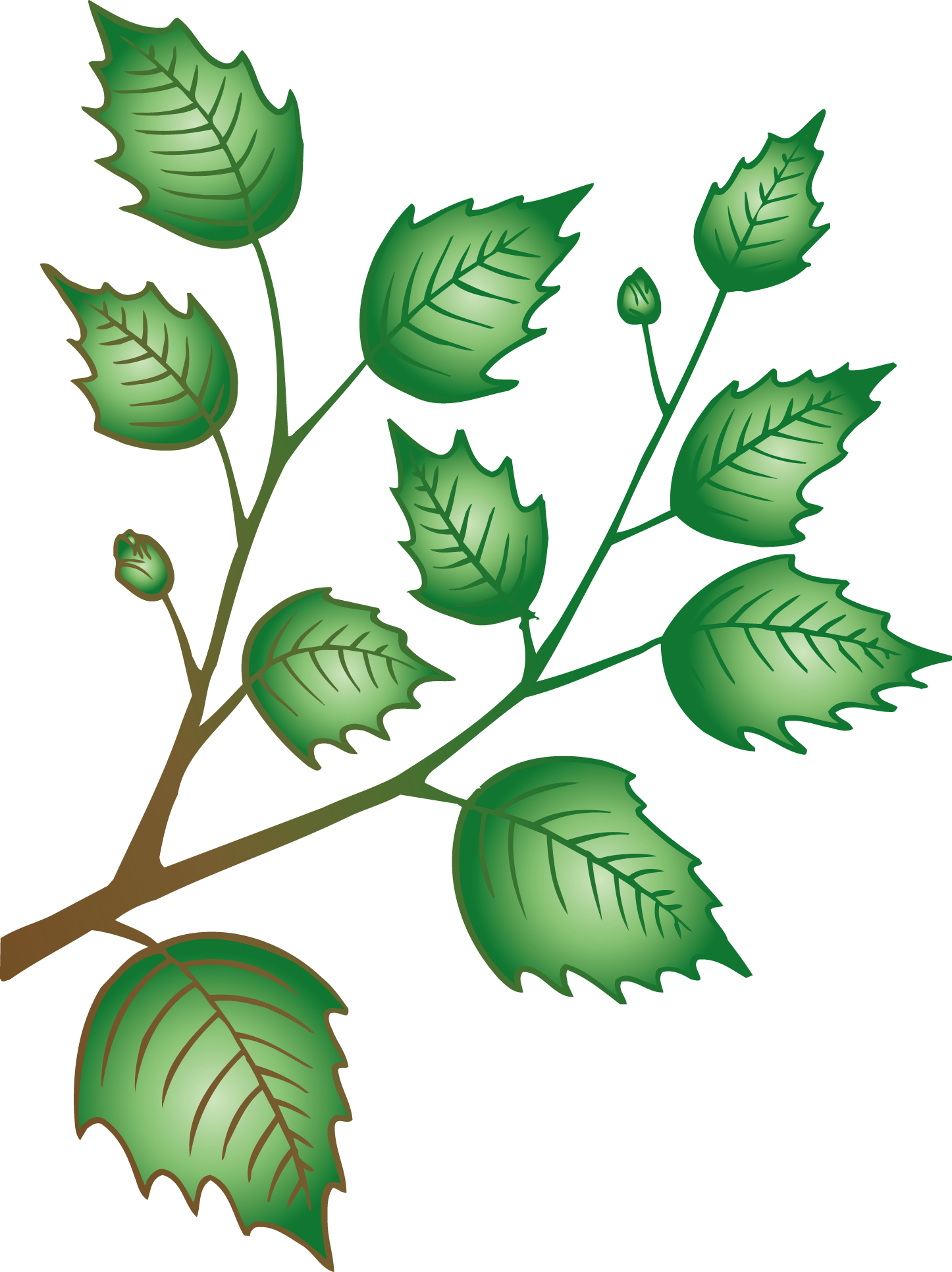 веточка лиственного дерева рисунок