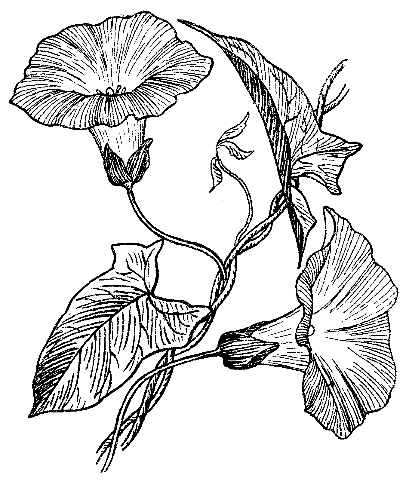 Тарелка мелкая мм форма Тюльпан рисунок Вьюнок тюльпаны
