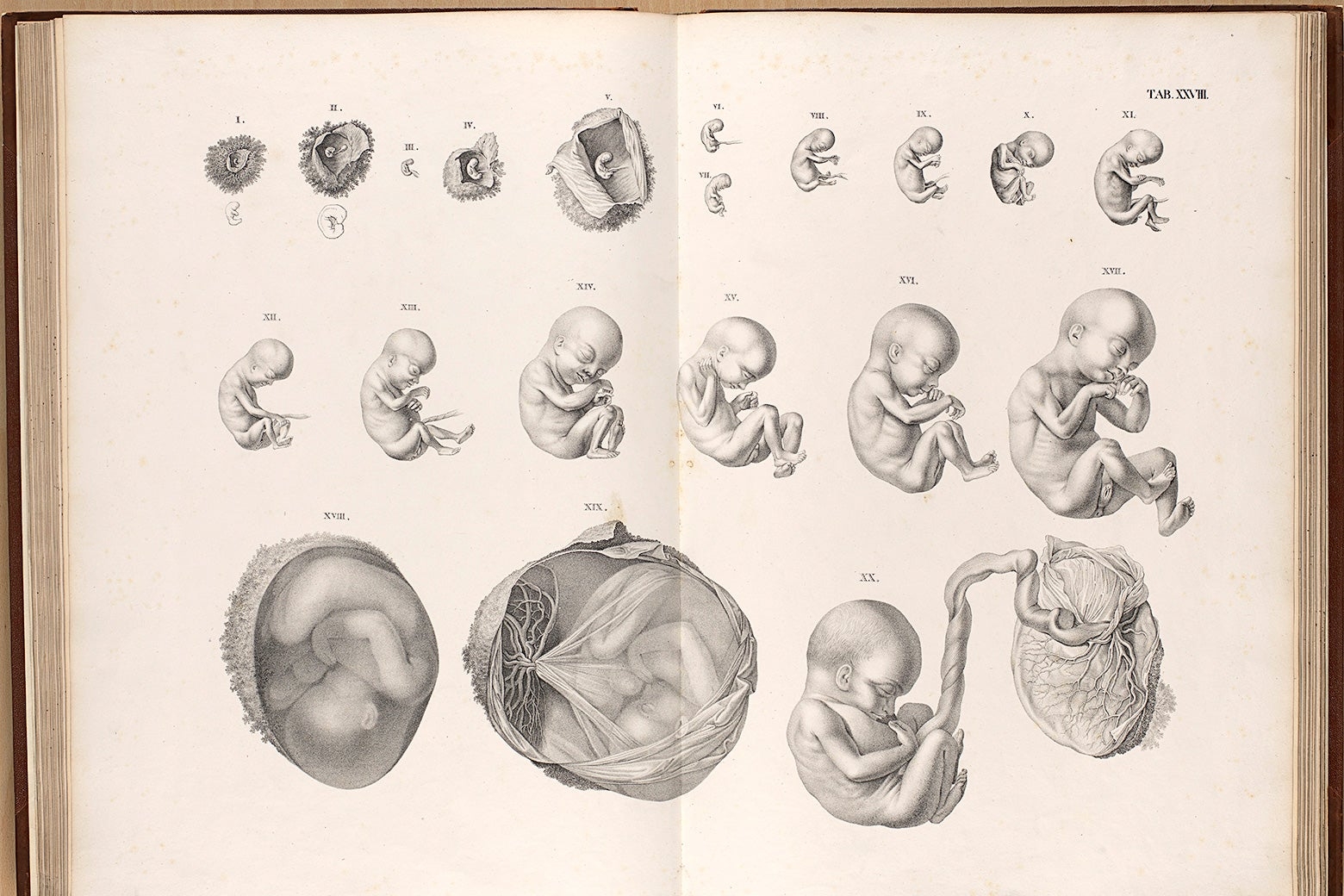 4 этапа рождения. Ранние стадии развития зародыша. Зародыш эмбрион плод стадии. Эмбриология развитие плода. Стадии развития эмбриона человека эмбриология.