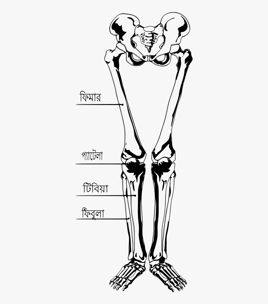 Скелет ноги. Кости ноги. Скелет ноги человека. Человеческая голень кость.