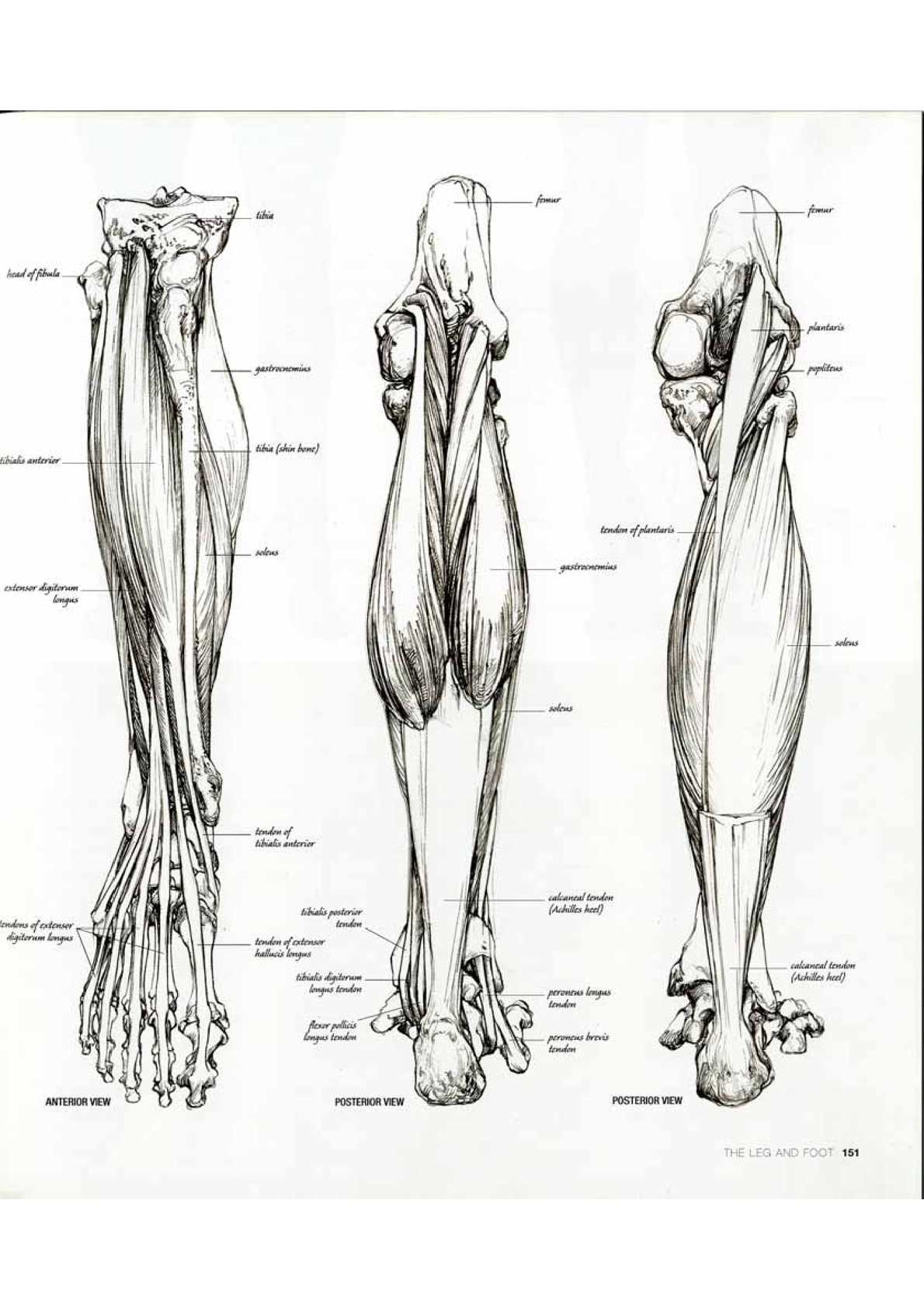 1 скелет голени. Барчаи анатомия ног. Барчаи анатомия мышцы ноги. Скелет ноги. Анатомия ноги человека в картинках.