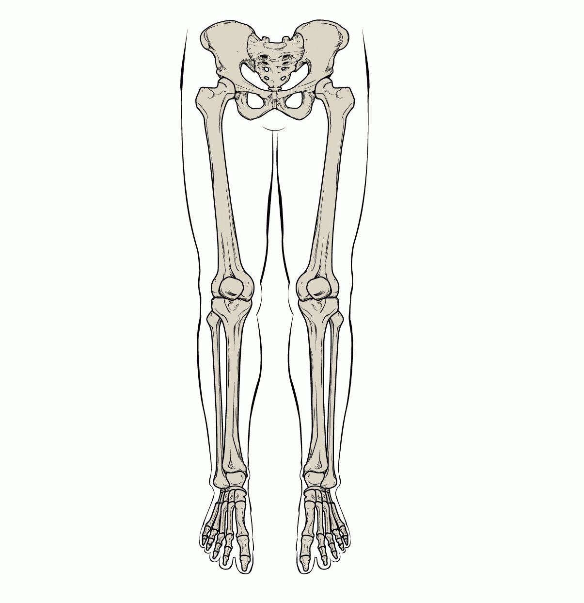 1 скелет голени. Скелет ноги. Скелет ноги человека. Кости таза и ног. Ножки скелета.