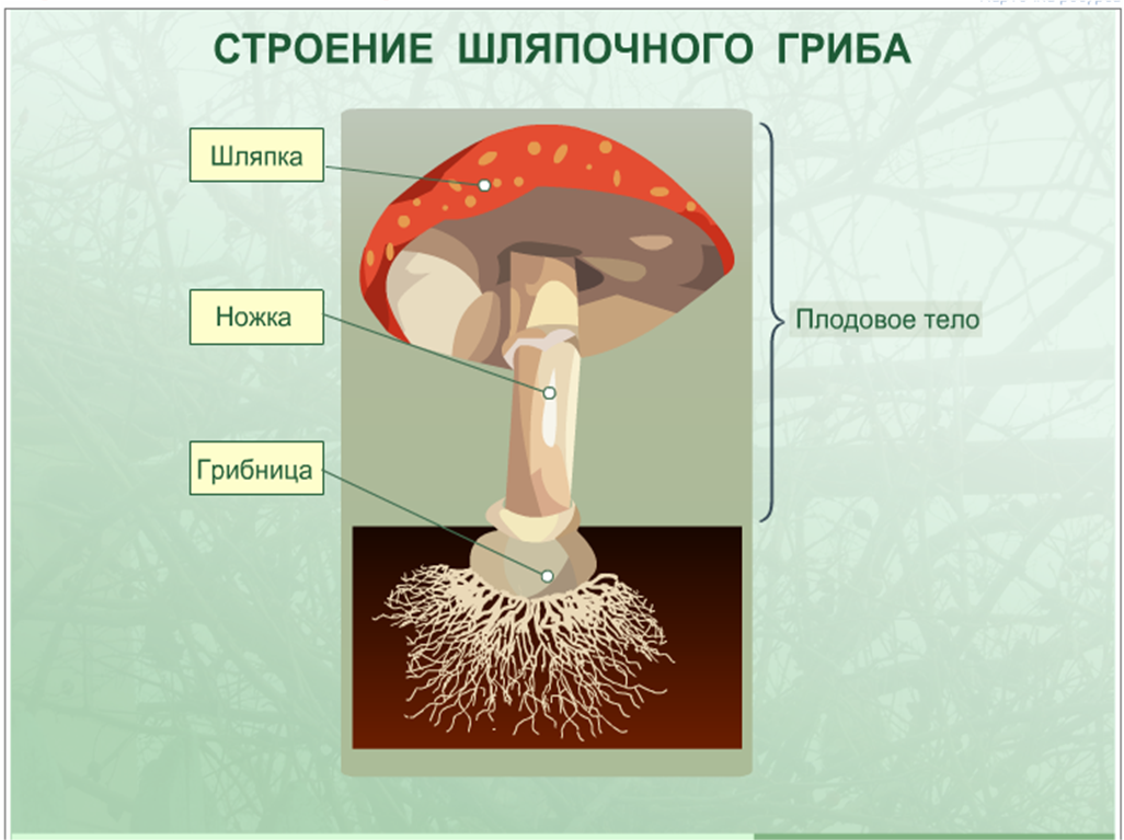 Чем отличается спора гриба. Грибы строение шляпочных грибов. Гриб строение шляпочного гриба. Строение шляпочного гриба мухомора. 3. Строение шляпочного гриба.