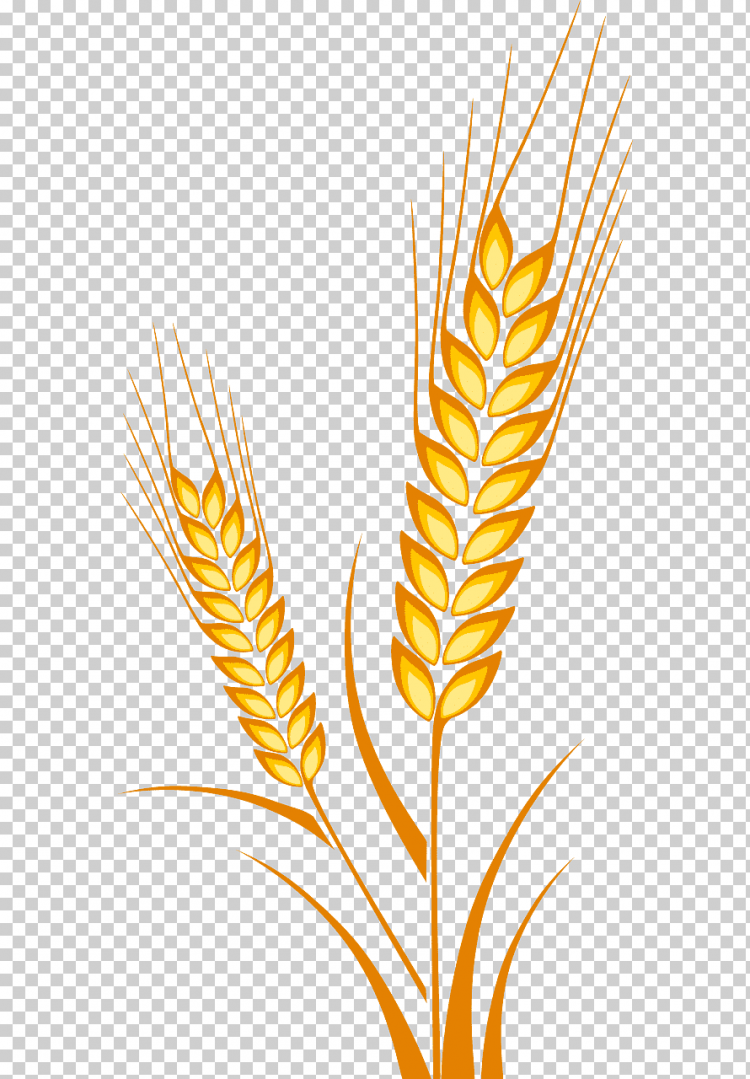 Рисунок колосья пшеницы