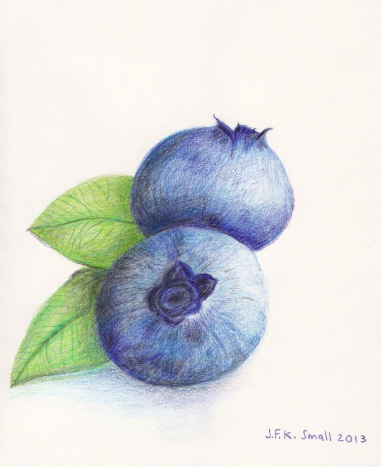 Голубика рисунок