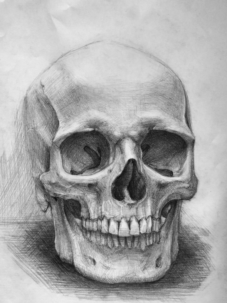 Человеческий череп рисунок