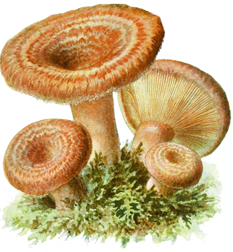 Рыжик гриб рисунок
