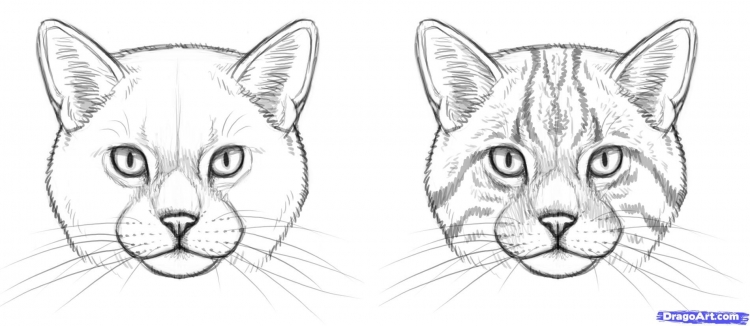 Лицо кошки рисунок