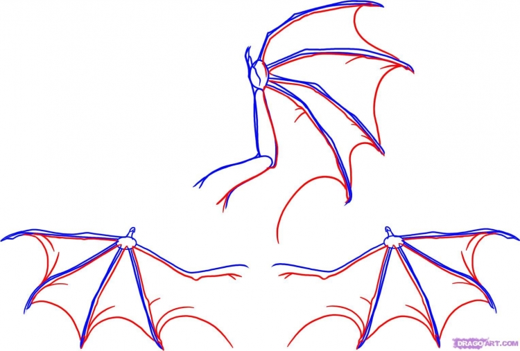 Крыло дракона рисунок