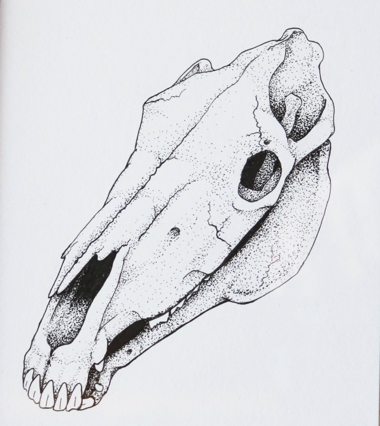 Череп коня рисунок