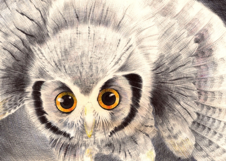 Глаза совы рисунок